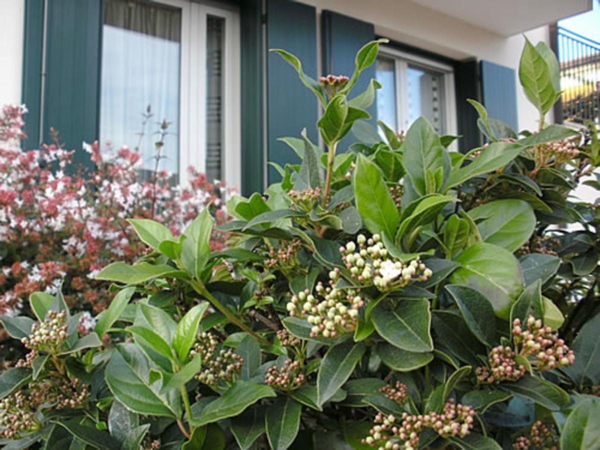 Casa Di Clara Hotel Portogruaro Ngoại thất bức ảnh